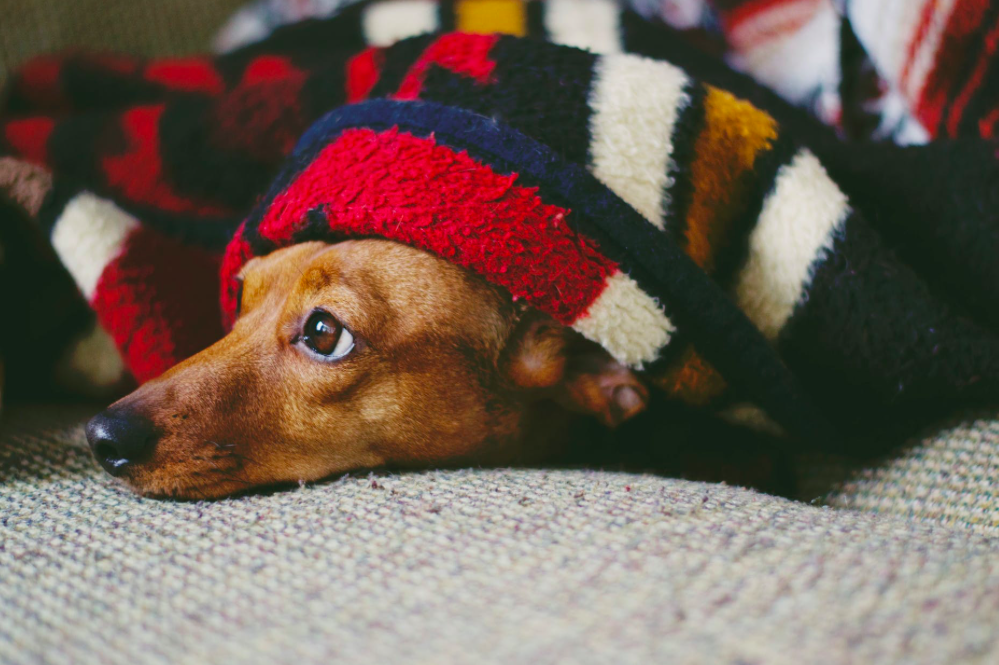 Dog in a Blanket